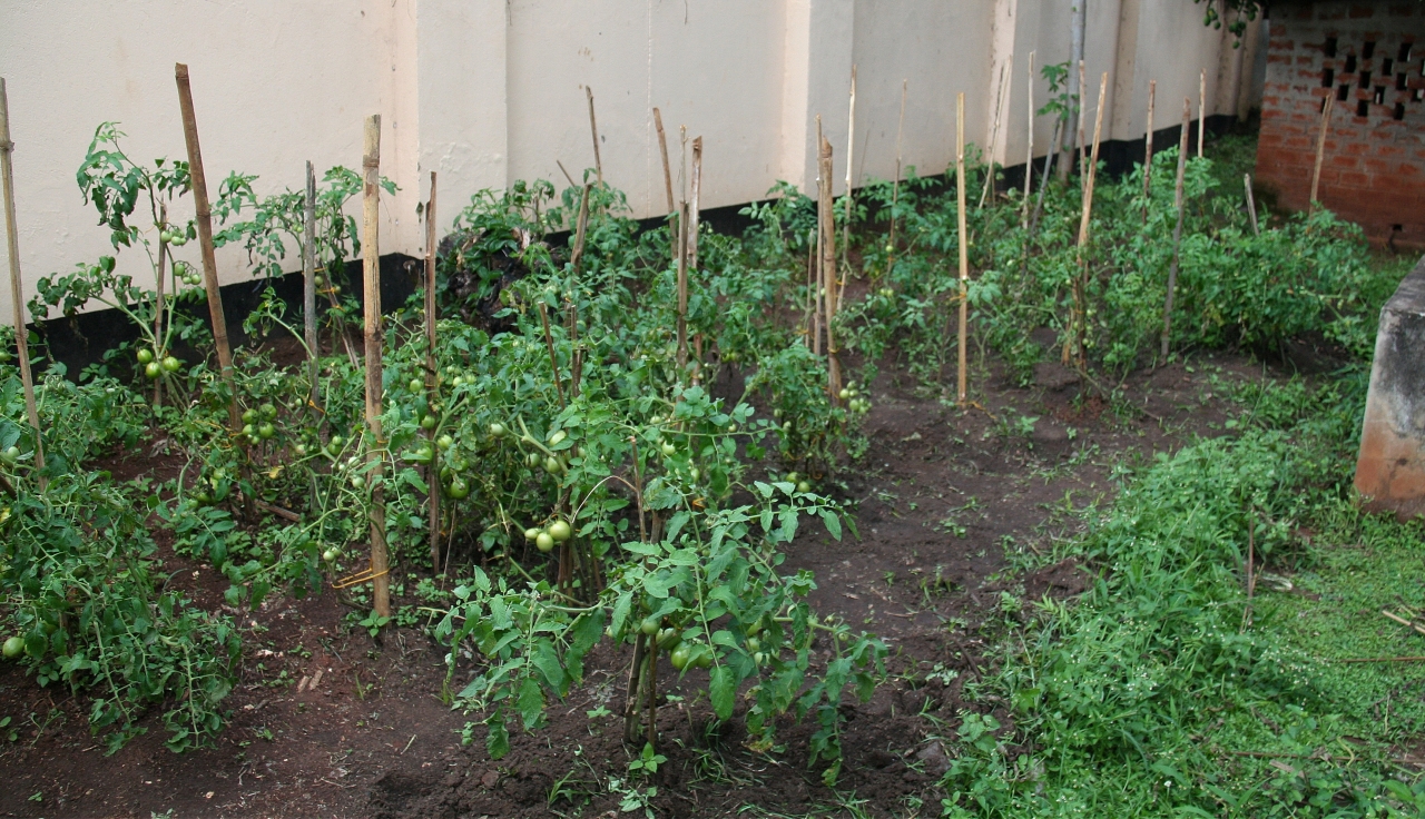 They don't look like much from a distance but they are slowly but steadily producing some tomatoes.