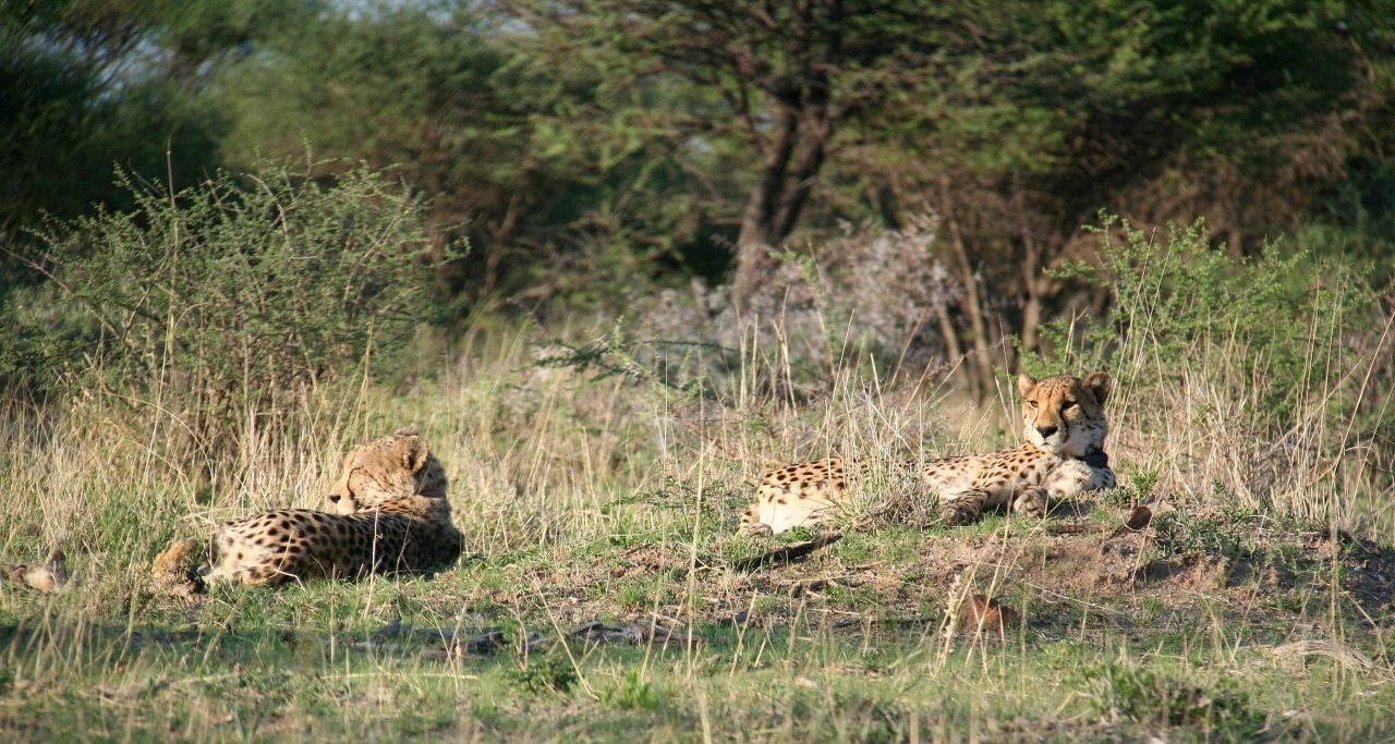 Bones and Coco, “the siblings.” They are not biological siblings, but were brought to Africat in the same group of orphaned cheetah cubs and quickly bonded. They now live and hunt together. Normally, females are solitary creatures but because Coco has a permanently injured hip, she would not be able to successfully rear and raise cheetah cubs (though she is able to run effectively and provide for herself). For this reason, she is on contraception to prevent her mating. The contraception blocks the hormones that would normally compel her to live a solitary life, allowing her and Bones to remain together as a “sibling” pair.