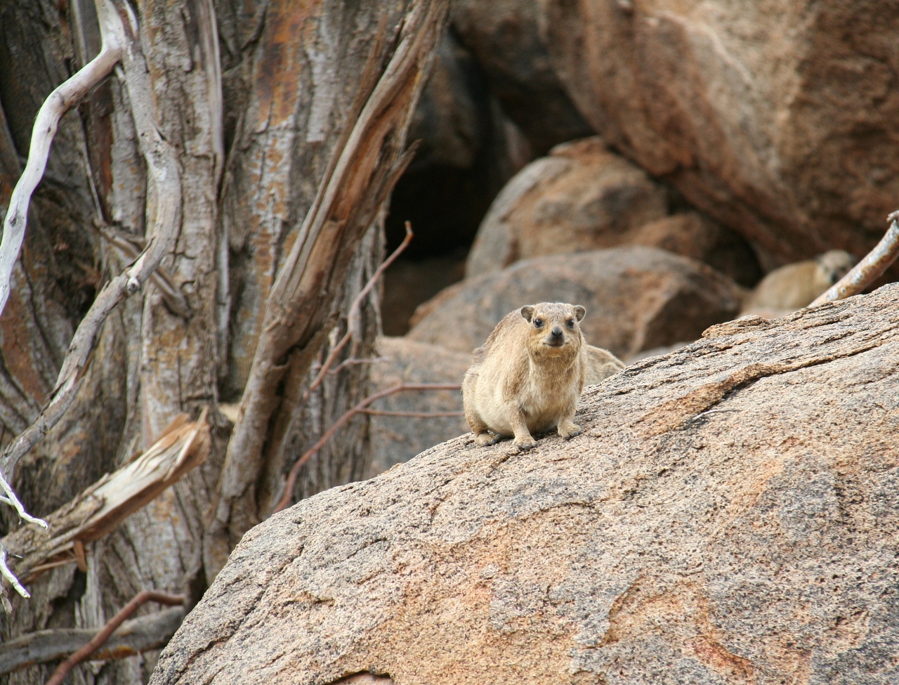 Forget their name. But they are basically curious rock vermin. *Correction: found out what they are. They are hyrax and while they look like rodents they are actually more closely related to elephants and manatees.